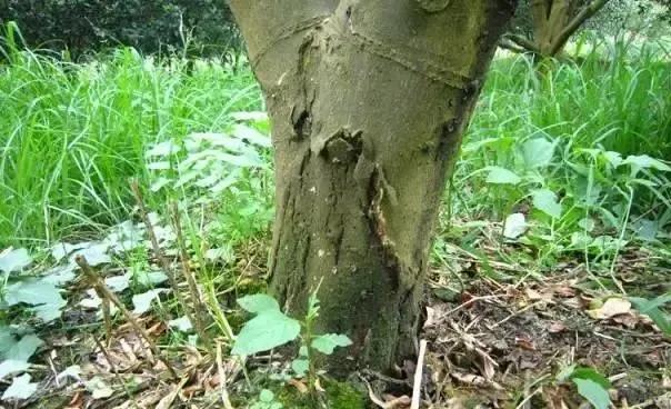 柑橘病虫害最新防治技术,柑橘病虫害详解视频教程