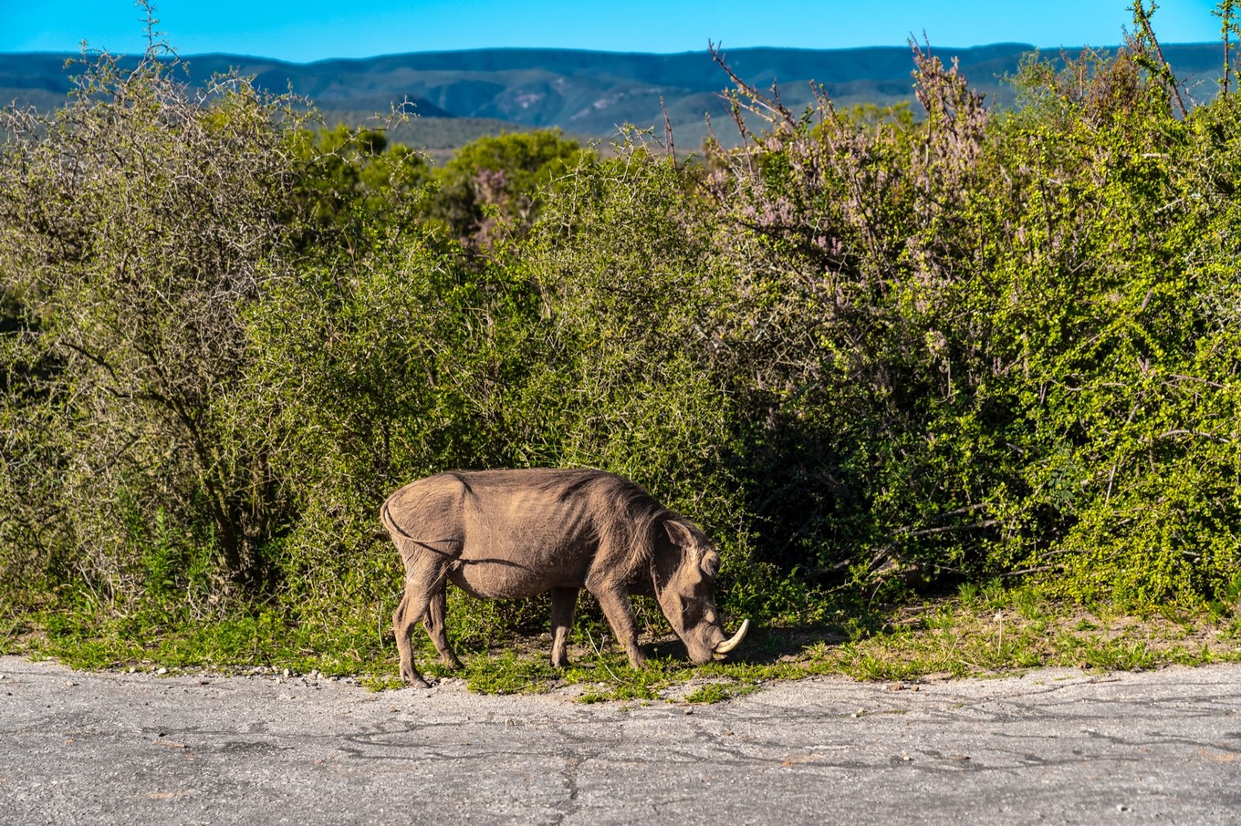 南非自驾游,南非自驾游最新