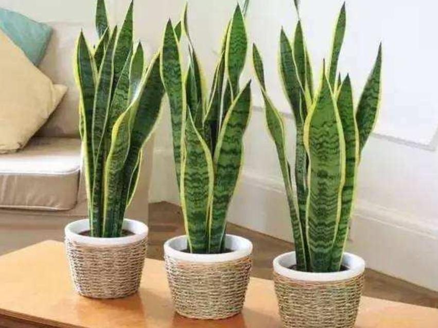 睡眠不好什么花助睡眠,失眠适合养什么花泡水喝