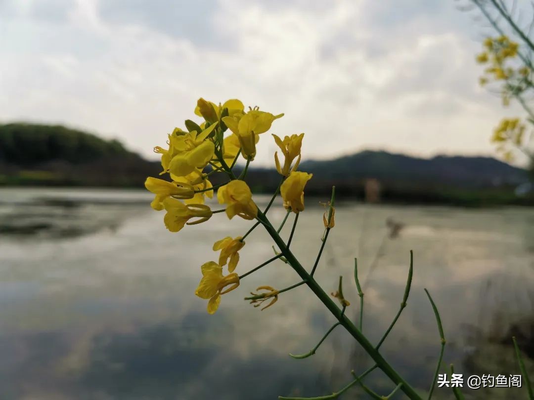 雷强钓黑鱼的方法与技巧,雷强钓法几月份黑鱼开口好