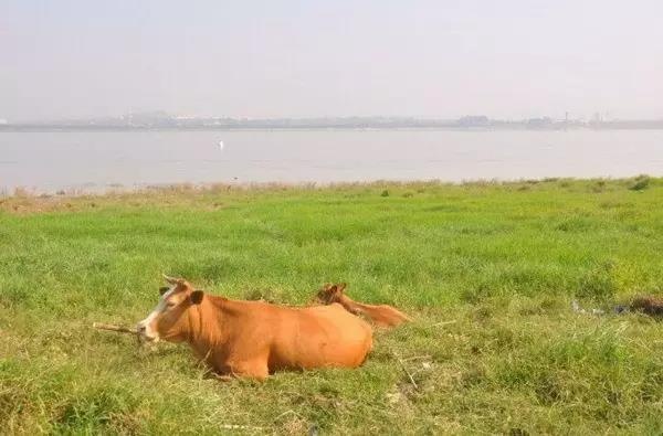 长沙橘子洲与南京江心洲,一定要来长沙看看橘子洲