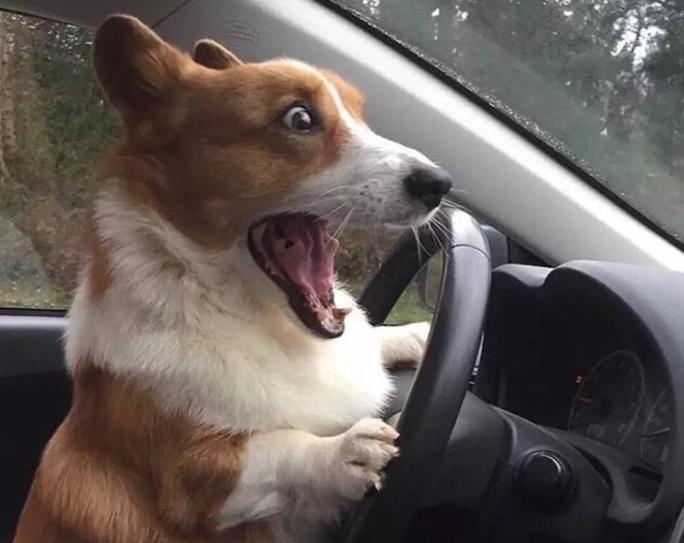 柯基难饲养的几个原因分析,饲养柯基的注意事项