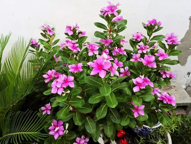 懒人花园植物,懒人花草100种