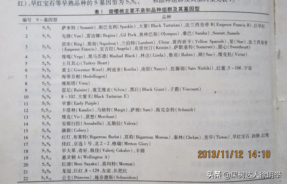 大樱桃种植技术与管理方法,大樱桃标准化