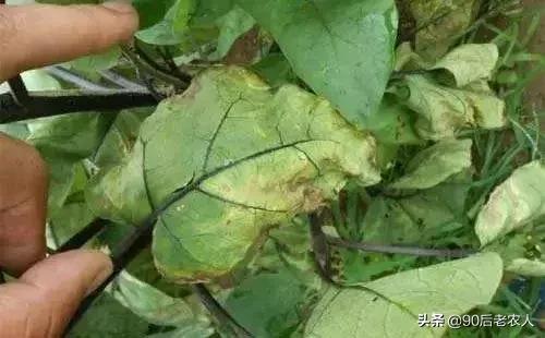 我家有“粪”不用再花钱买有机肥？对不起，你的灾难要来了