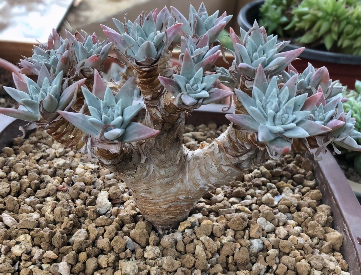 如何抢救叶子枯黄的植物,怎样救活多肉植物