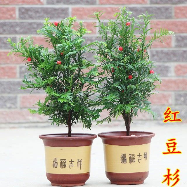 红豆杉树枝叶干枯怎么办,红豆杉怎么种才能保活