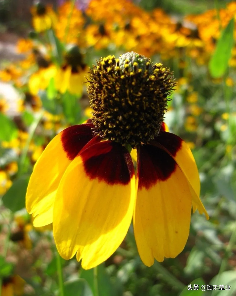 总有人间一两风，填我十万八千梦-松果菊