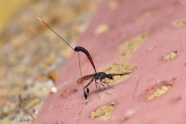 100个搞笑冷知识动物,奇葩动物冷知识你都知道哪几个