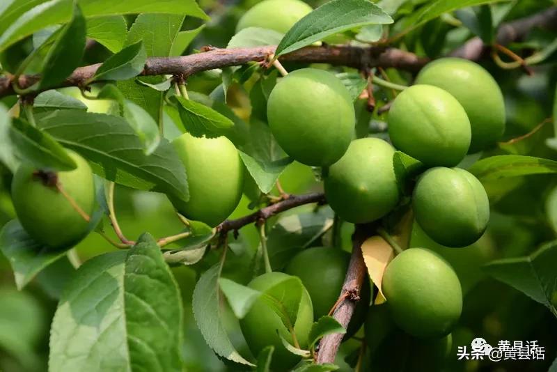 甘与甜的区别,甘和甜和淡区别