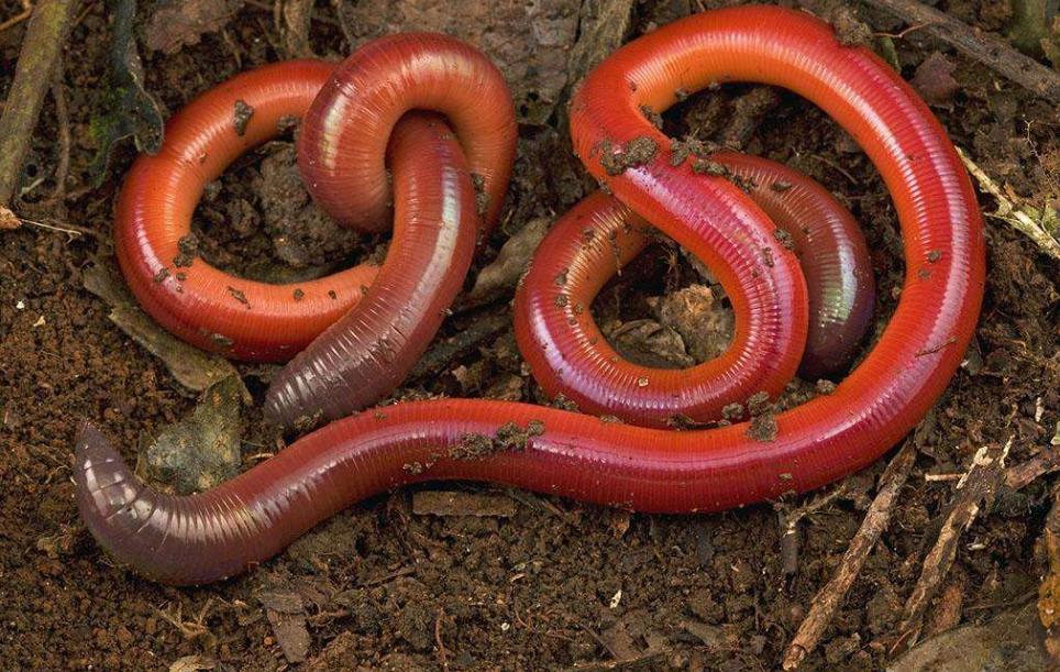 鲶鱼如何打窝垂钓,垂钓鲶鱼的技巧有哪些