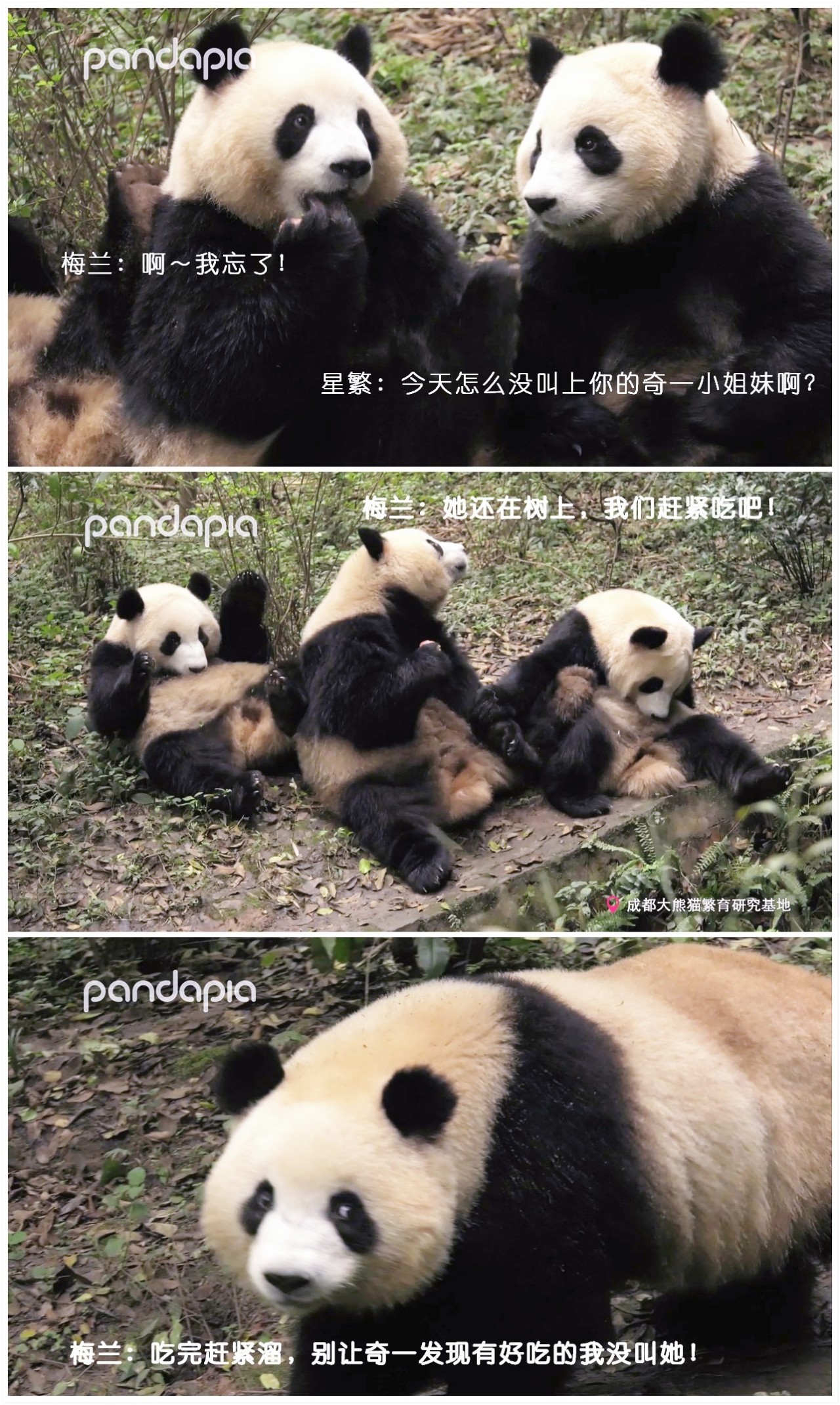 做塑料姐妹,真正的塑料姐妹是什么样的