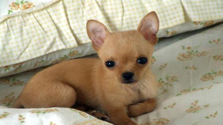 吉娃娃天生的技能,吉娃娃遛娃神器