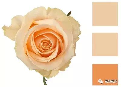 中国玫瑰大家族——雪山玫瑰详解（二）