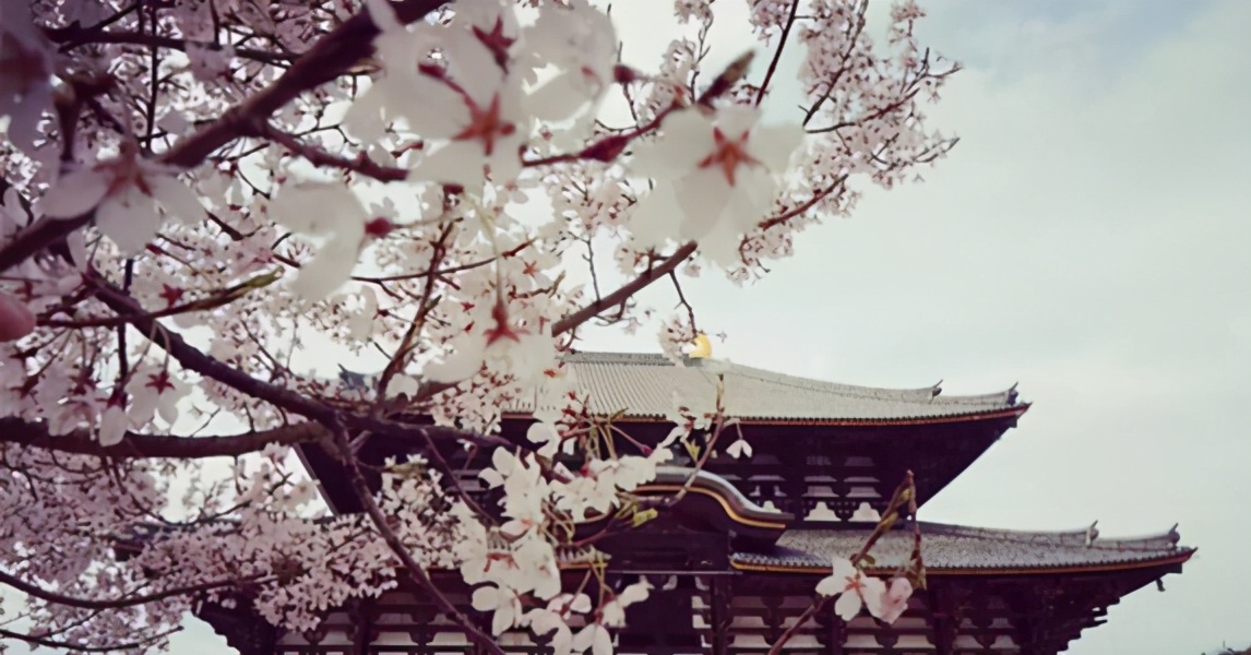 故事:她是潜入皇宫的女刺客,太子求来圣旨赐婚,要纳她做太子妃