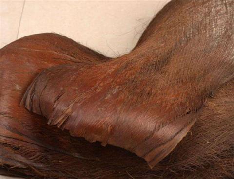 自制绿萝柱不用棕榈皮行吗,自制绿萝爬柱