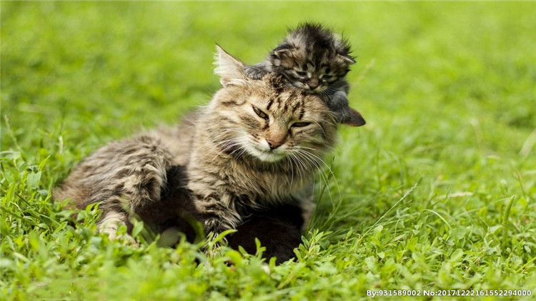 猫咪打完狂犬疫苗后拉稀拉血,猫咪冠状病毒拉稀带血