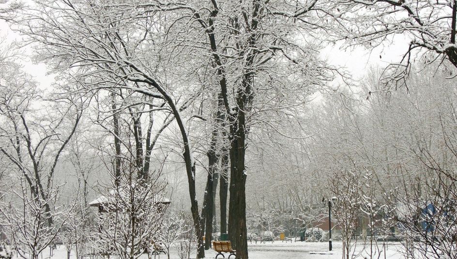 描写冬天柳树的优美句子,诗词赏析及知识普及