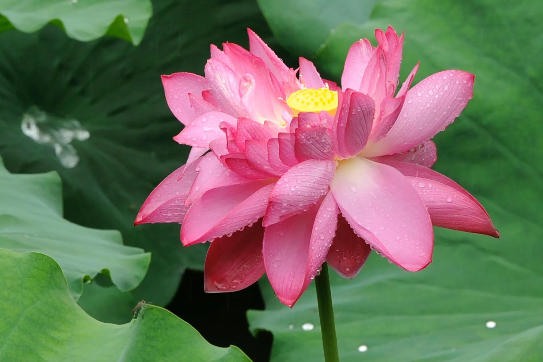 尼康d810还值得入手吗,尼康d810和佳能5d4哪个值得入手