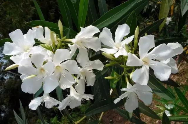 一次性摘各种各样的水果,一次性种很多草莓会怎么样