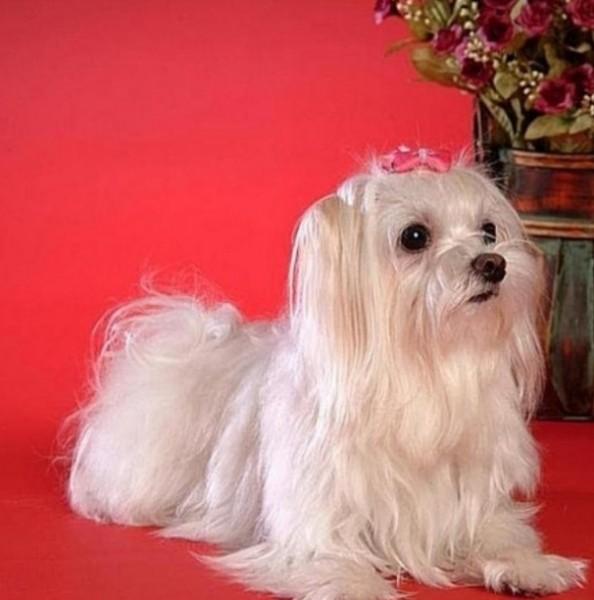 45种常见狗狗认几种主人,45种常见狗狗拉布拉多图片