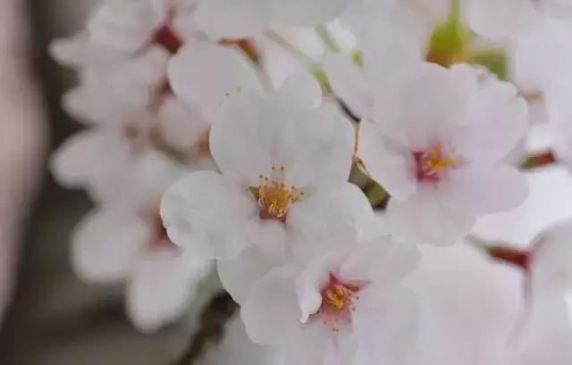 一次性摘各种各样的水果,一次性种很多草莓会怎么样