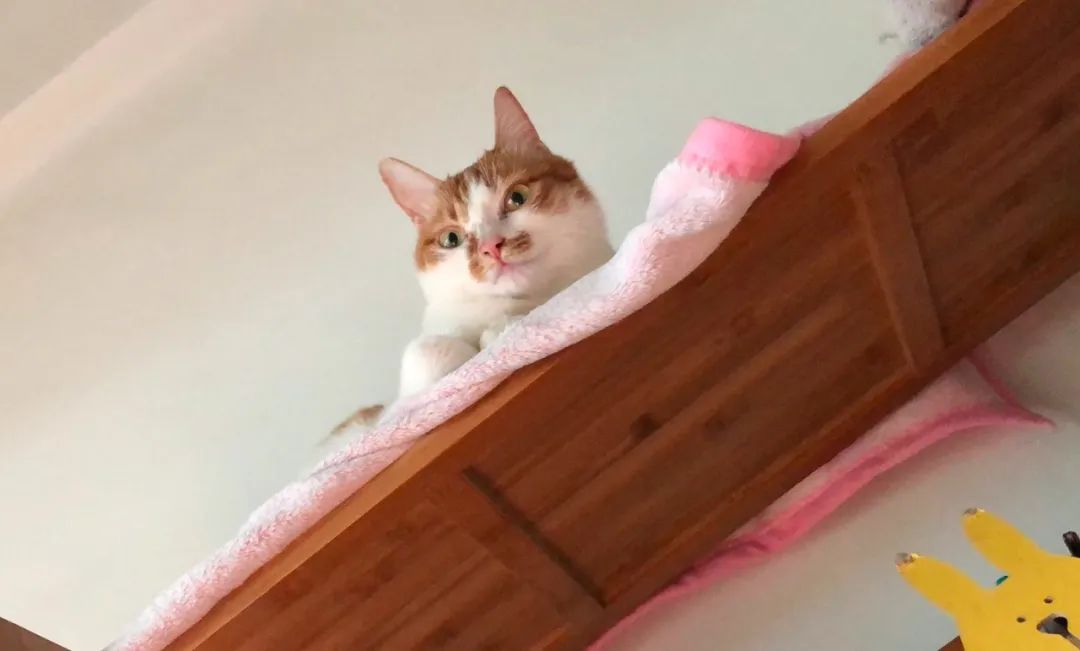 猫狗怎么养会胖,猫狗体型差