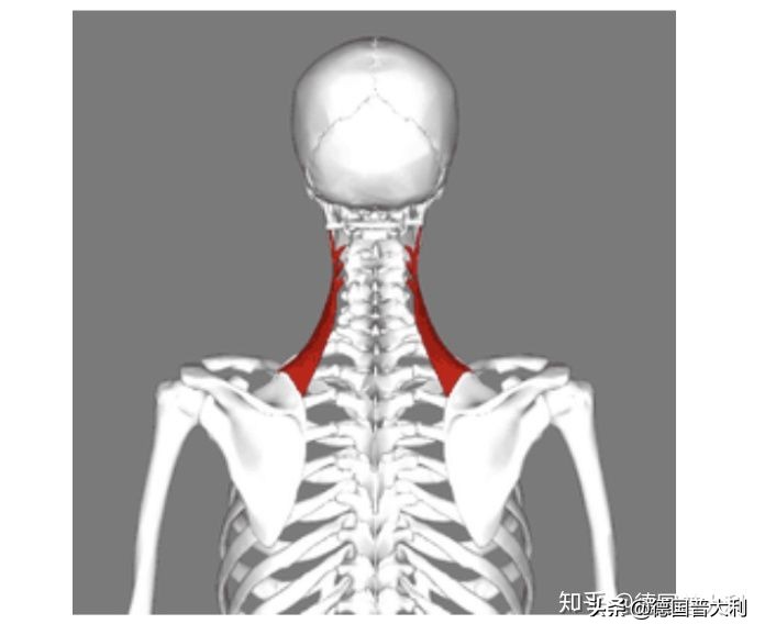 高低肩怎么治疗,高低肩正骨视频