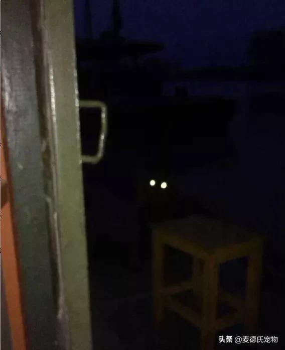 养狗真实感受图片,养狗黑的好还是黄色的好