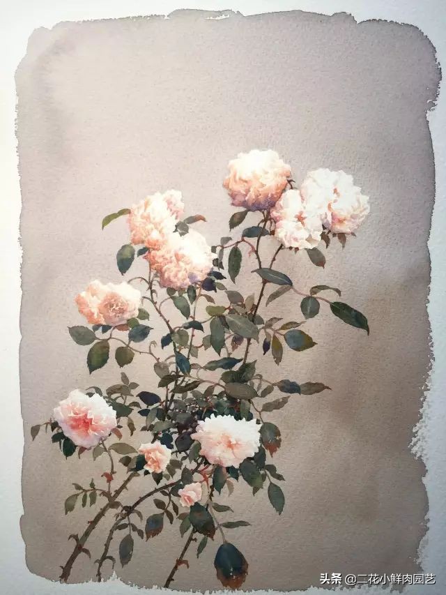 100种花卉绘画,100多张花卉线描手稿素材赶快收藏