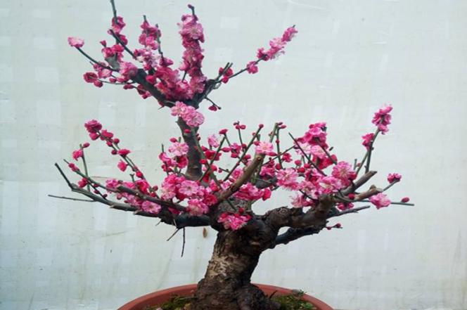 雀舌黄杨盆景什么时候修剪,雀舌黄杨盆景几年能开花