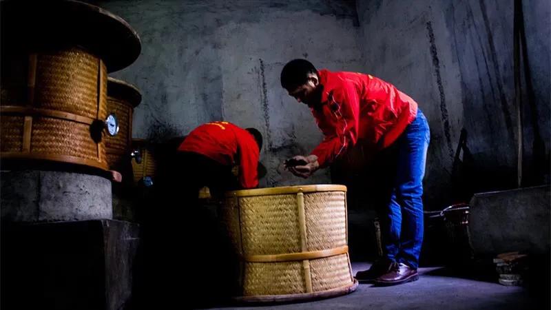 单丛茶晾青工艺,单丛新茶退火