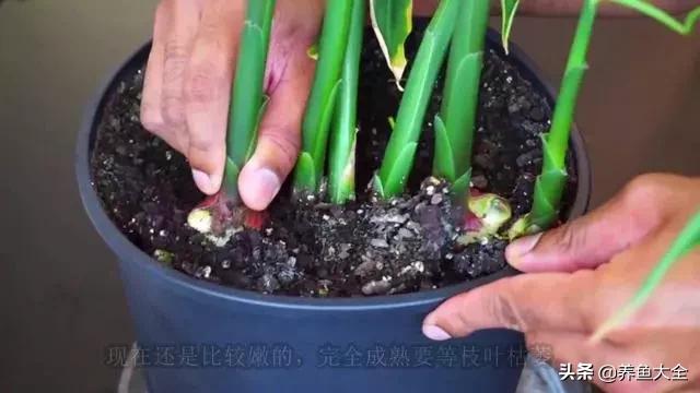 花盆里埋一块生姜，3个月长出小姜崽，1盆结2斤吃不完
