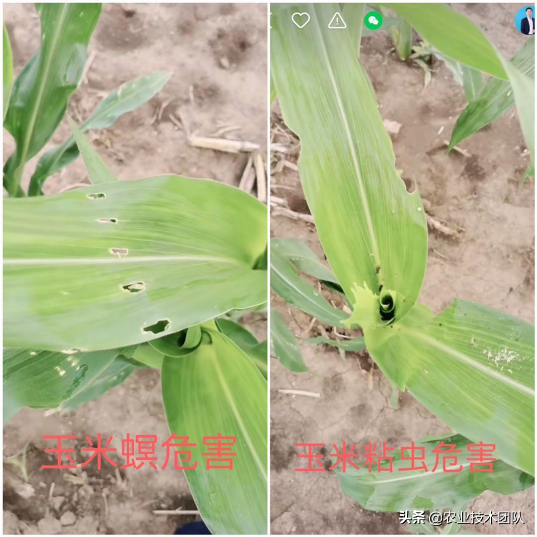 玉米种子的成苗率,玉米苗出了一地