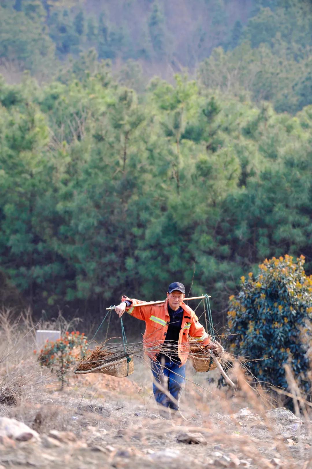 中国植树造林面积,中国植树造林成果国外有什么看法