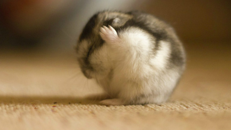 金丝熊仓鼠两只一起养怎么养,分享日常养宠经验之仓鼠