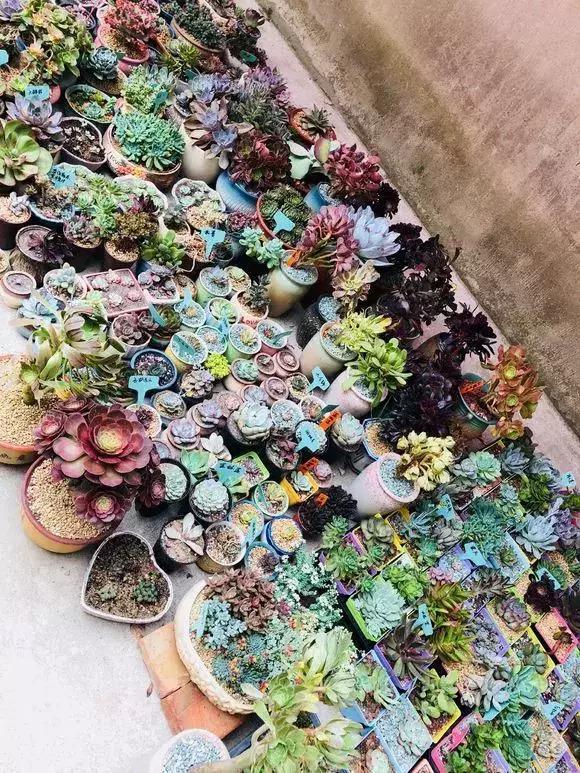 抖音卖多肉年赚上百万的主播,小伙直播卖水果挣千万