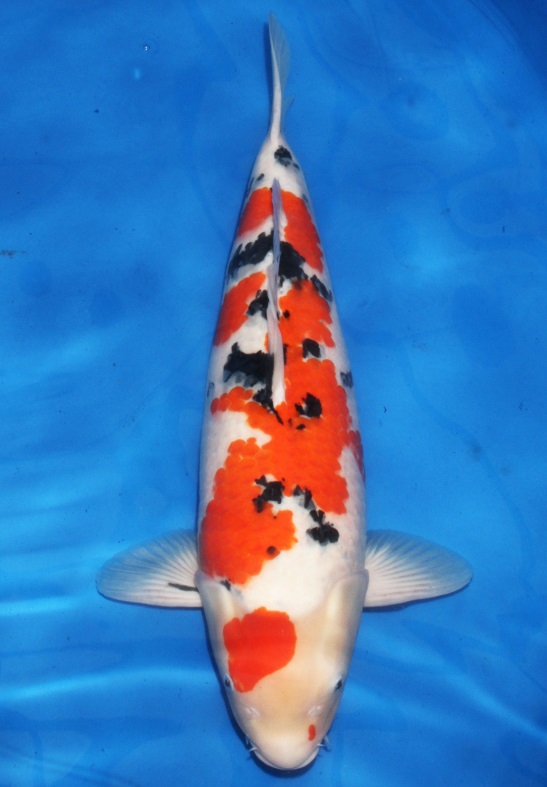 锦鲤如何喂食和喂量,锦鲤怎么喂食才能更肥