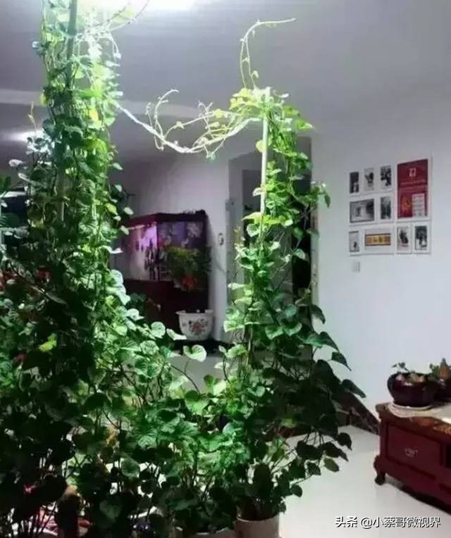 吃完的水果种子不要丢,吃完水果果核别扔