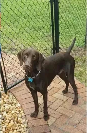 缉毒犬会染上毒瘾吗知乎文章,缉毒犬染上毒瘾怎么办