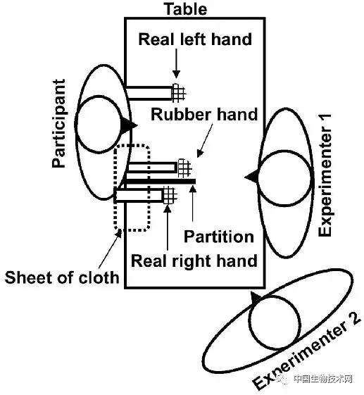 欺骗大脑假手实验完整版沉浸式,欺骗大脑的假手实验国外