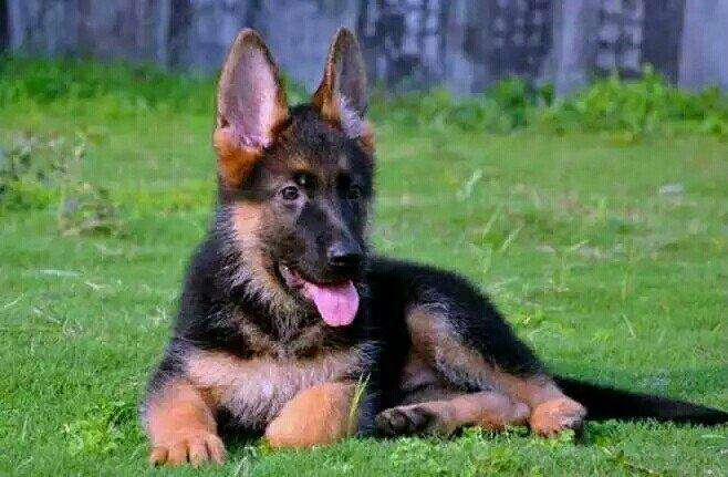 如何辨别一只标准的德国牧羊犬,最好的德国牧羊犬什么特征