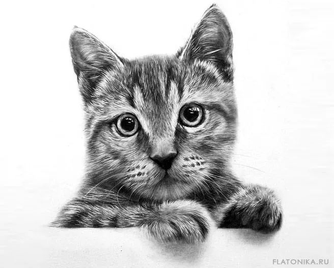 素描动物最全的收集,精微素描动物临摹高清大图