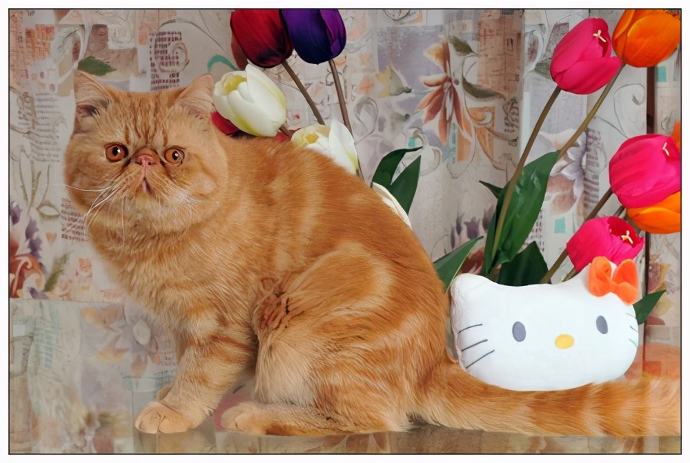 最凶残的猫排名第一,猫凶残吗