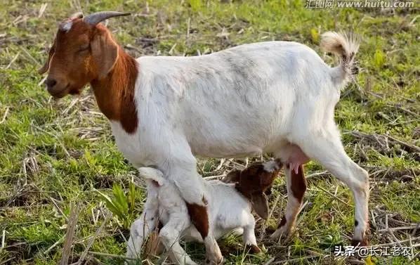 绵羊可以圈养吗如何圈养,放养羊和圈养羊利润差多少