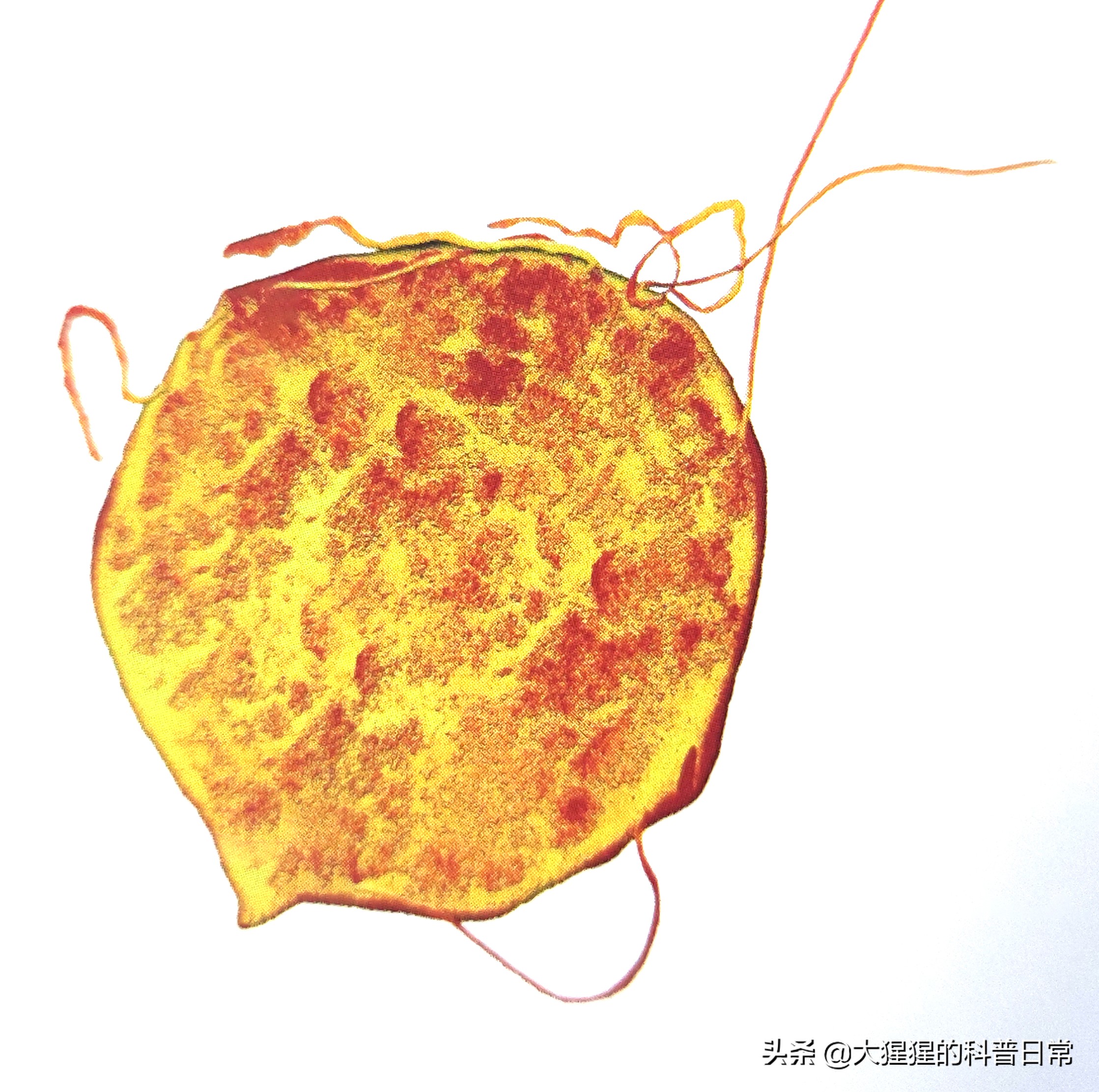 微生物原核生物,微生物照片原核生物
