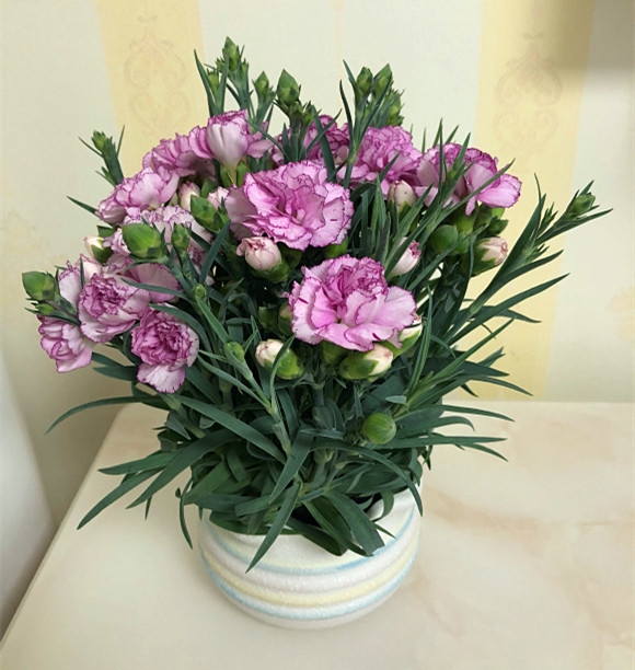 康乃馨要怎么养护才能开花,详解康乃馨养护技巧