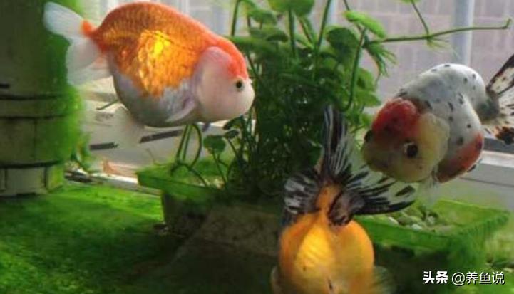 鱼缸长青苔藻类咋办？这两全其美的养鱼观念，鱼缸还是这样更好