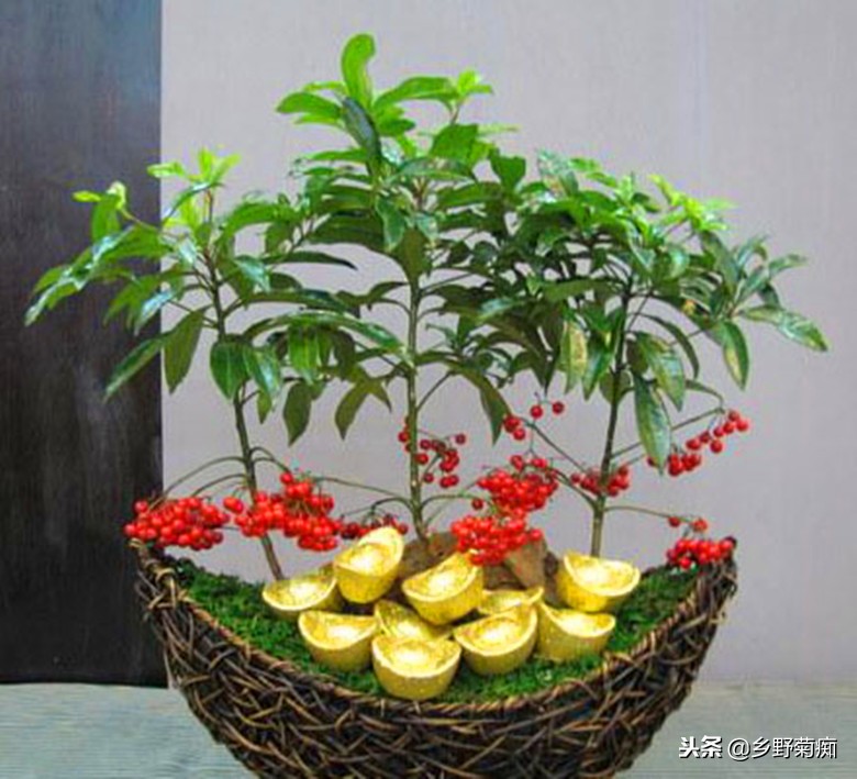 年宵花富贵子的养殖方法,花卉富贵子的栽培方法和技术