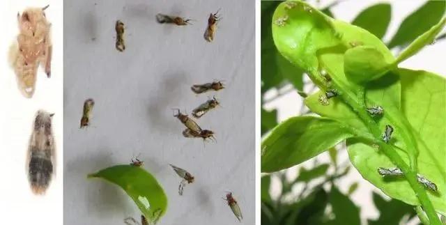 柑橘病虫害最新防治技术,柑橘病虫害详解视频教程
